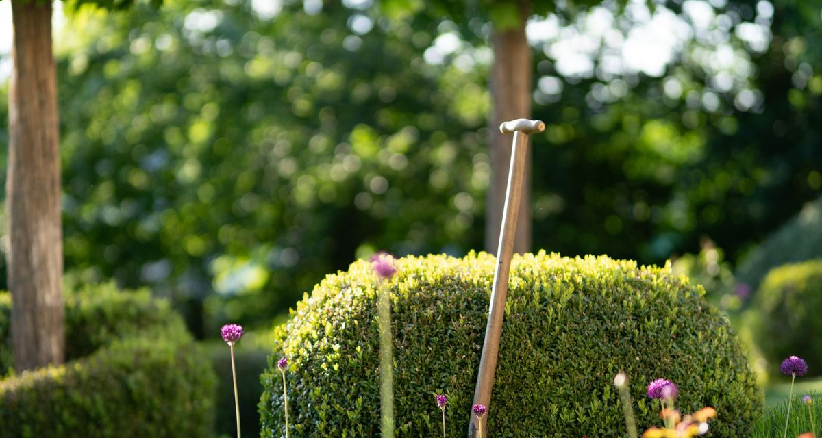 Garden hedging and lawn